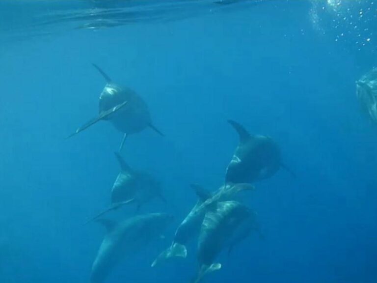 Dolphins Watching From Portimão -